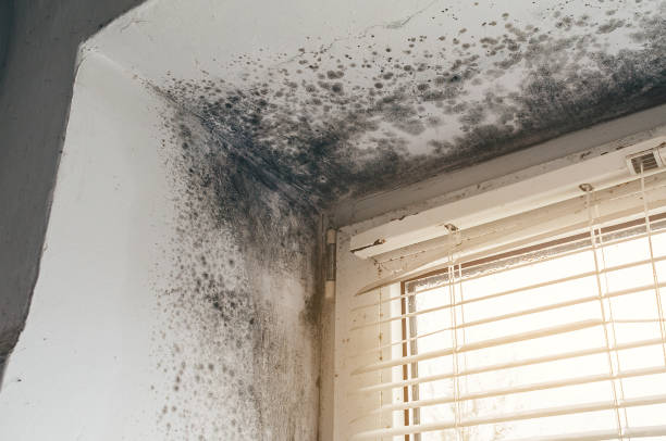 Affordable Black Mold Remediation solutions in Star Tannery, VA